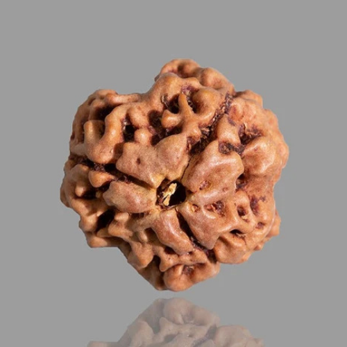 3 Mukhi Rudraksha
