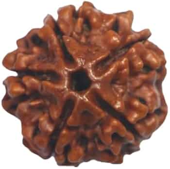5 Mukhi Rudraksha