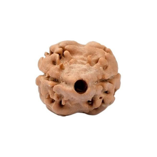 2 Mukhi Rudraksha