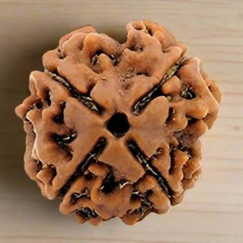 4 Mukhi Rudraksha