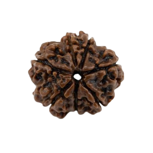 7 Mukhi Rudraksha