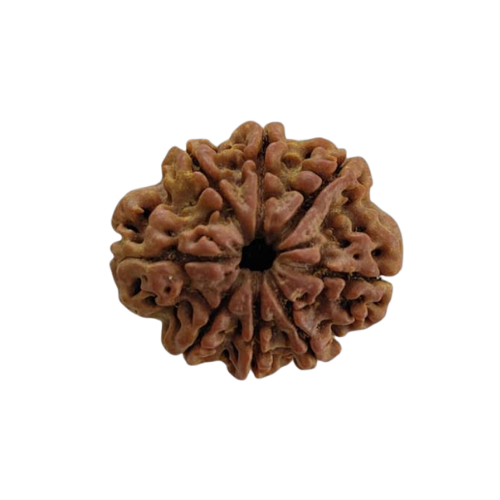 8 Mukhi Rudraksha