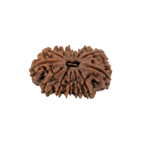 13 Mukhi Rudraksha