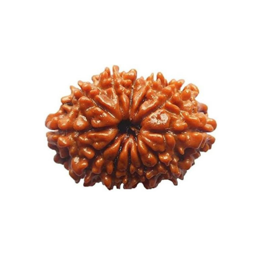 12 Mukhi Rudraksha