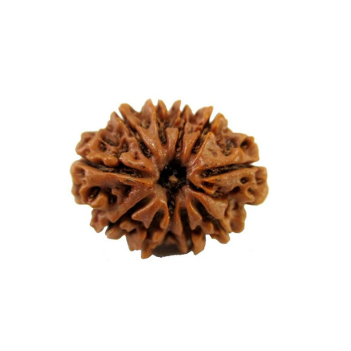 11 Mukhi Rudraksha