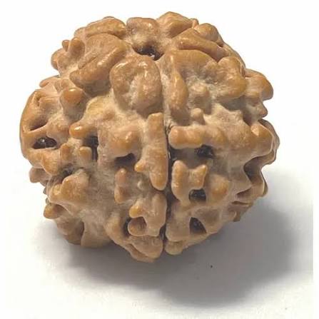 1 Mukhi Rudraksha