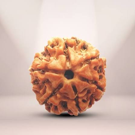6 Mukhi Rudraksha