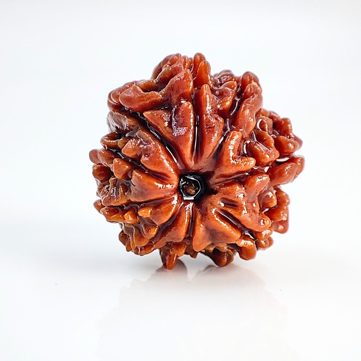9 Mukhi Rudraksha