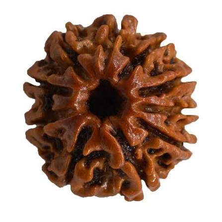 10 Mukhi Rudraksha